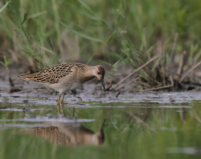Brushane [Ruff] (IMG_8234)