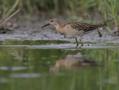 Brushane [Ruff] (IMG_8250)