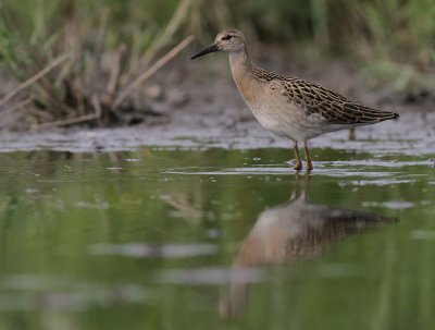 Brushane [Ruff] (IMG_8254)