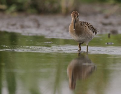 Brushane [Ruff] (IMG_8296)