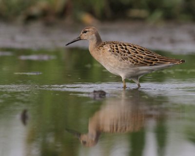 Brushane [Ruff] (IMG_8310)