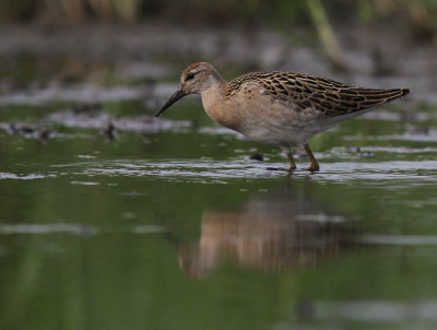 Brushane [Ruff] (IMG_8317)