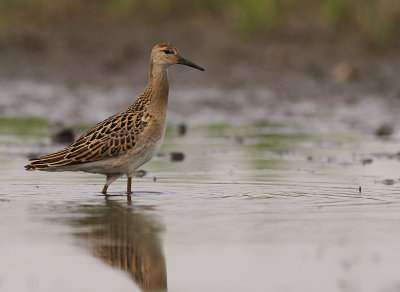 Brushane [Ruff] (IMG_8369)