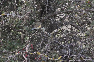 Blstjrt Tarsiger cyanurus [Red-flanked Bluetail]