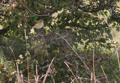 Blstjrt [Red-flanked Bluetail] (