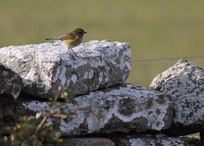 Blstjrt Tarsiger cyanurus [Red-flanked Bluetail]