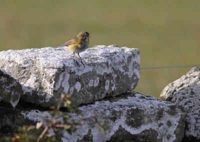 Blstjrt Tarsiger cyanurus [Red-flanked Bluetail]