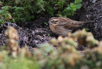 Svartstrupig jrnsparv [B-t Accentor] (