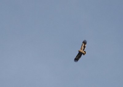 Stpprn Aquila nipalensis [Steppe Eagle]