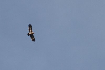 Stpprn Aquila nipalensis [Steppe Eagle]