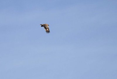 Stpprn Aquila nipalensis [Steppe Eagle]