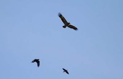 Stpprn Aquila nipalensis [Steppe Eagle]
