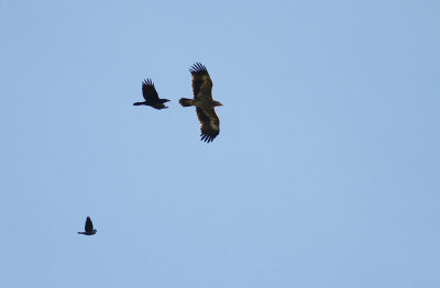 Stpprn Aquila nipalensis [Steppe Eagle]
