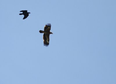 Stpprn Aquila nipalensis [Steppe Eagle]