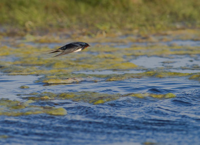 Ladusvala  [Barn Swallow] (IMG_7728)