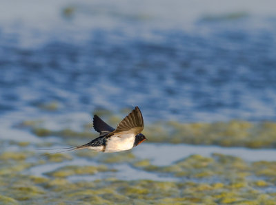 Ladusvala  [Barn Swallow] (IMG_7754)