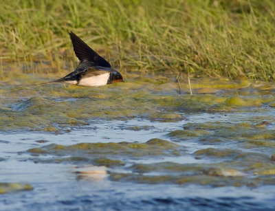 Ladusvala  [Barn Swallow] (IMG_7794)