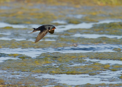 Ladusvala  [Barn Swallow] (IMG_7802)