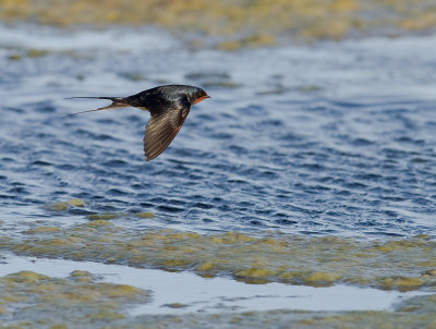 Ladusvala  [Barn Swallow] (IMG_7810)