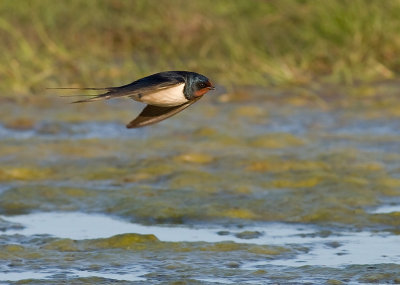 Ladusvala  [Barn Swallow] (IMG_7813)