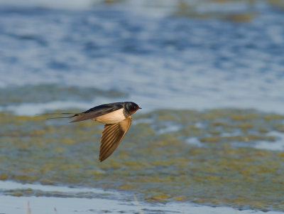 Ladusvala  [Barn Swallow] (IMG_7867)