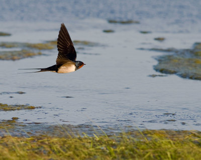 Ladusvala  [Barn Swallow] (IMG_7873)