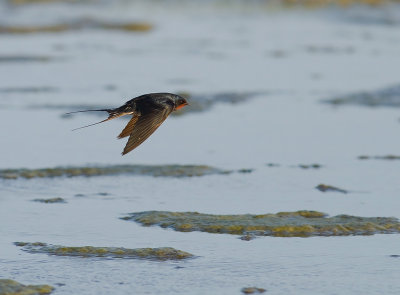 Ladusvala  [Barn Swallow] (IMG_7917)