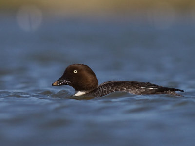 Knipa [Common Goldeneye] (IMG_5617)