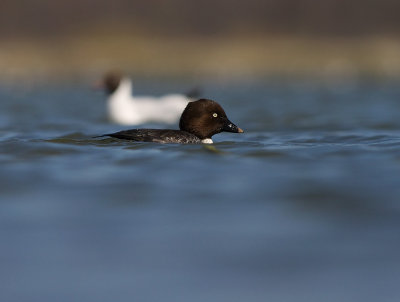 Knipa [Common Goldeneye] (IMG_5639)