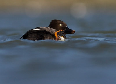 Knipa [Common Goldeneye] (IMG_5653)