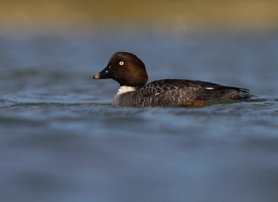 Knipa [Common Goldeneye] (IMG_5701)