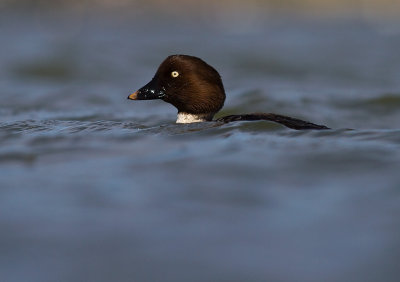 Knipa [Common Goldeneye] (IMG_5707)