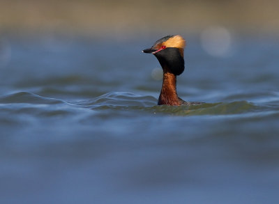 Svarthakedopping [Horned grebe] (IMG_5661)