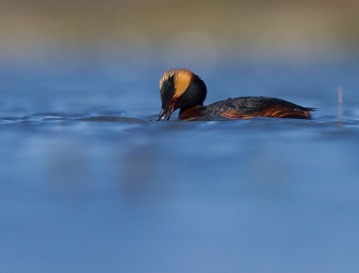 Svarthakedopping [Horned grebe] (IMG_5774)