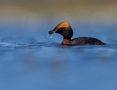 Svarthakedopping [Horned grebe] (IMG_5775)