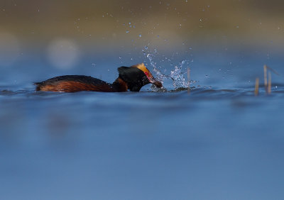 Svarthakedopping [Horned grebe] (IMG_5783)