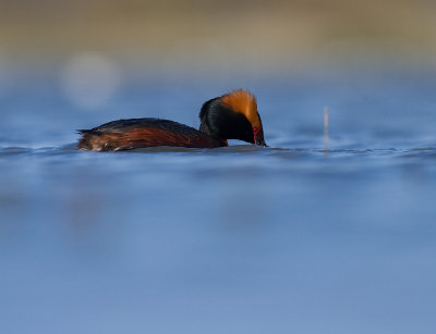 Svarthakedopping [Horned grebe] (IMG_5786)