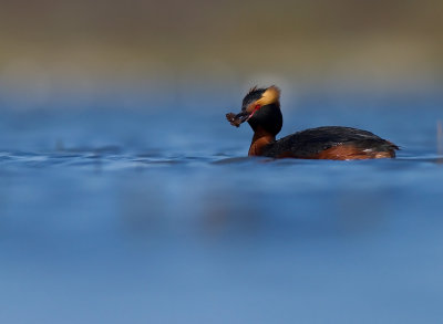 Svarthakedopping [Horned grebe] (IMG_5789)