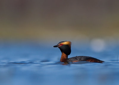 Svarthakedopping [Horned grebe] (IMG_5794)