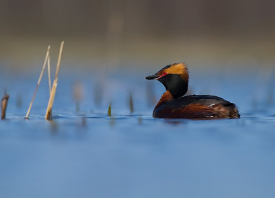 Svarthakedopping [Horned grebe] (IMG_5798)