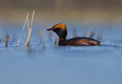 Svarthakedopping [Horned grebe] (IMG_5800)