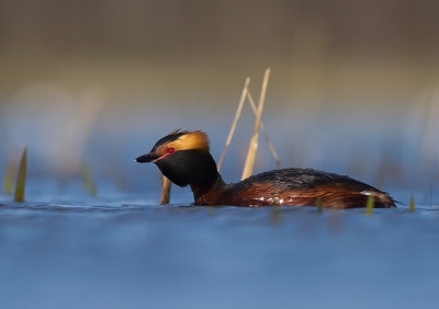 Svarthakedopping [Horned grebe] (IMG_5805)