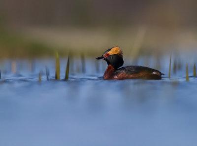 Svarthakedopping [Horned grebe] (IMG_5811)