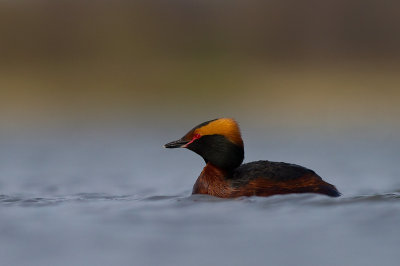 Svarthakedopping [Horned grebe] (IMG_5864)