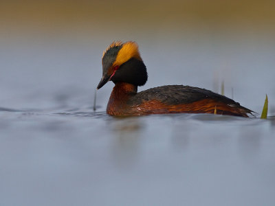 Svarthakedopping [Horned grebe] (IMG_5873)