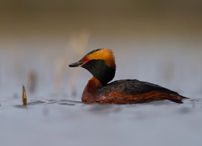 Svarthakedopping [Horned grebe] (IMG_5886)
