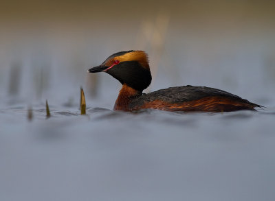 Svarthakedopping [Horned grebe] (IMG_5891)