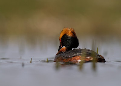 Svarthakedopping [Horned grebe] (IMG_5895)
