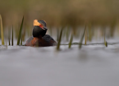 Svarthakedopping [Horned grebe] (IMG_5910)