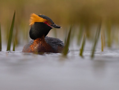 Svarthakedopping [Horned grebe] (IMG_5914)